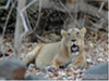 Sasan Gir